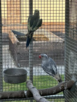 Predám Alexander - 4