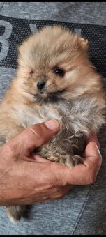 Oranžový špic -Pomeranian - 4