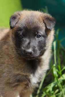 Belgický ovčiak - Malinois s PP, iba sučky - 4