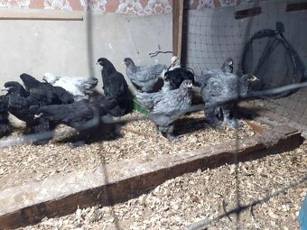 brahmanky, brahman, brahmanka velka - 4