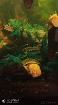 Tylomelania a Neocaridina - 4