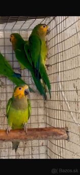 Eupsittula Pertinax Aratinga hnedo hrdlá - 4