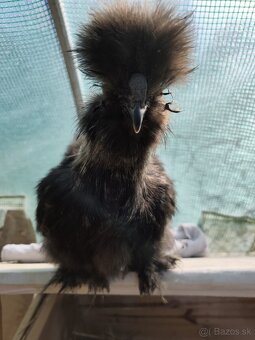 🐓Kohút Hodvabničky USA 🐓 - 4