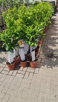 citron, mandarinka, limetka, pomaranč - 4