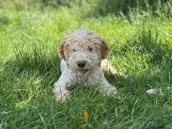 Lagotto romagnolo s PP - 4