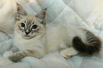 Ragdoll bez PP - 4