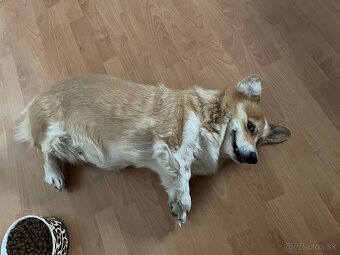 Darujem fenku welsh corgi pembroke - 4