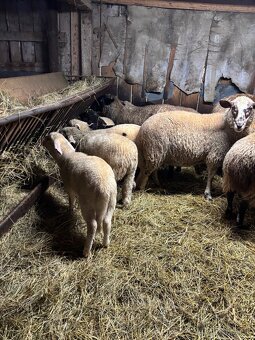 Predám jahňatá - 4