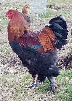 NV Brahmanka jarabičia veľká - 4