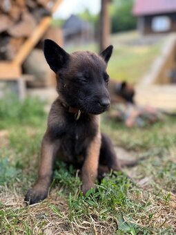Belgicky ovčiak malinois - 4