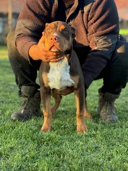 American Bully xl - 4