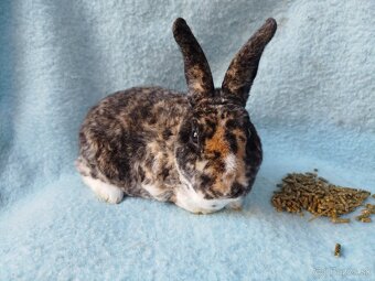 Zakrslý králik rex symb.cena - 4