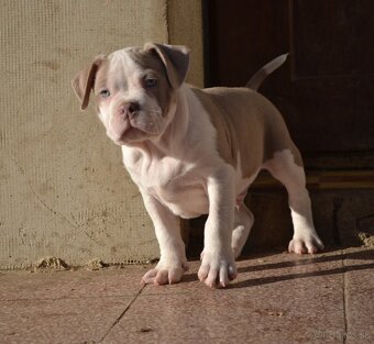 American bully pocket / standard - 4