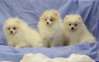 Nemecky špic pomeranian - 4