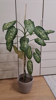 Difenbachia 130 cm - 4