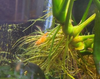 Žlté krevetky neocaridina + 3x neritina - 4