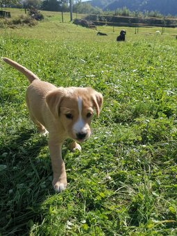 Šteniatka labradora x zlatého retrívra hľadajú domov - 4
