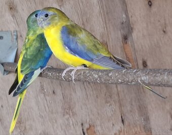 Neoféma tyrkysová žltobruchý škoricový opalín - 4