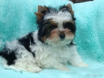 Biewer - Yorkshire terrier - 4