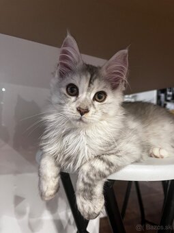 maciatko maine coon s PP Frost - 4