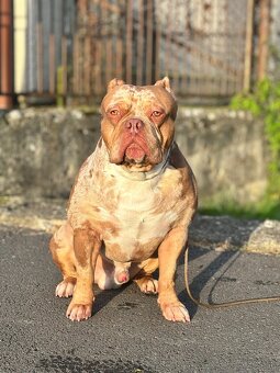 American Bully - 4