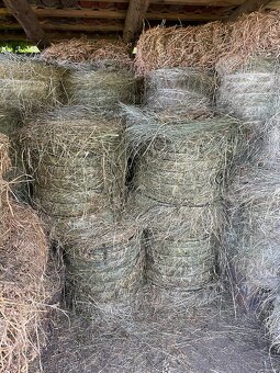 Seno tohtoročné - 4