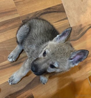 Československý vlčiak - 4