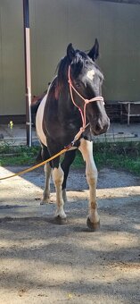 Barock pinto žrebec - 4