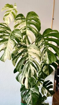 Monstera Albo Varriegata - 4