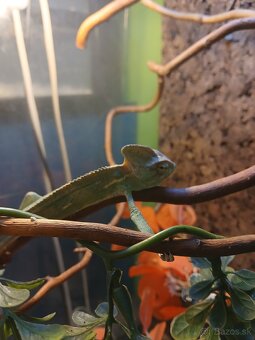 Chameleon jemensky - 4