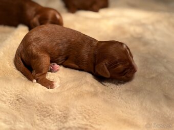 Cavapoo - 4