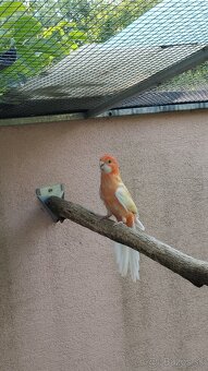 Penant oranžino albino - 4