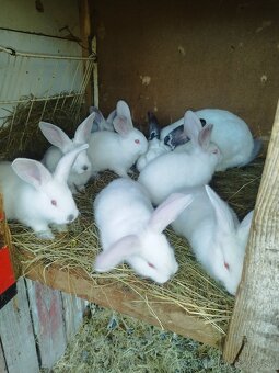 Predávam samicu hila s mladými zajčíkamiy - 4