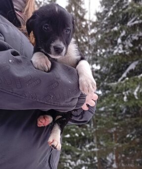 DARUJEM ŠTENIATKA - 4