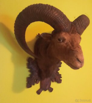 Predám vypreparovanú hlavu muflóna. - 4