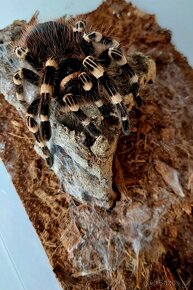 Acanthoscurria Geniculata samička - 4