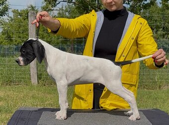 Pointer - anglický pointer - 4