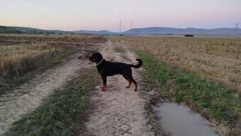 Rottweiler, rotvajler - 4