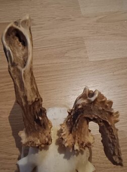 Trofej trofeje parohy parožie zhody.,. - 4