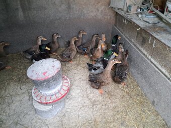 Ruánska kačica - 4