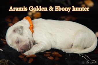 Zlatý retriever - 4