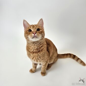 TOBY hľadá domov - 4