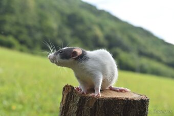 Potkan, potkaníci - 4