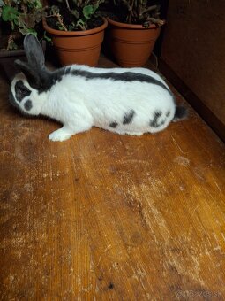 Predám české strakače - 4