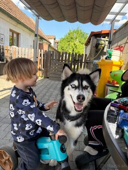 Sibírsky husky Fenka - 4