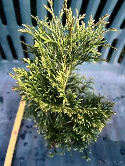 Na predaj: Thuja occidentalis – 30 cm zdravé sadenice - 4