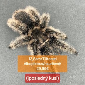 Sklípkani, Tarantule, Pavúky, Vtáčkare - 4