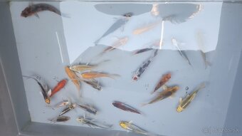 Predám Japonské butterfly koi kapre aj normálne - 4