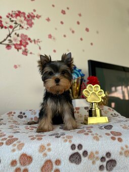 Yorkshire terrier, jork, jorksirsky terrier s PP - 4