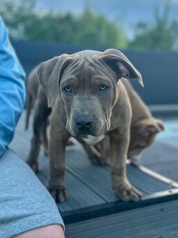 Šteniatka American Bully XL s pp na predaj - 4